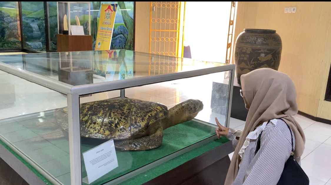 Museum Negeri Bengkulu: Destinasi Edukasi Dengan Koleksi Sejarah dan Penyu Sisik yang Menarik