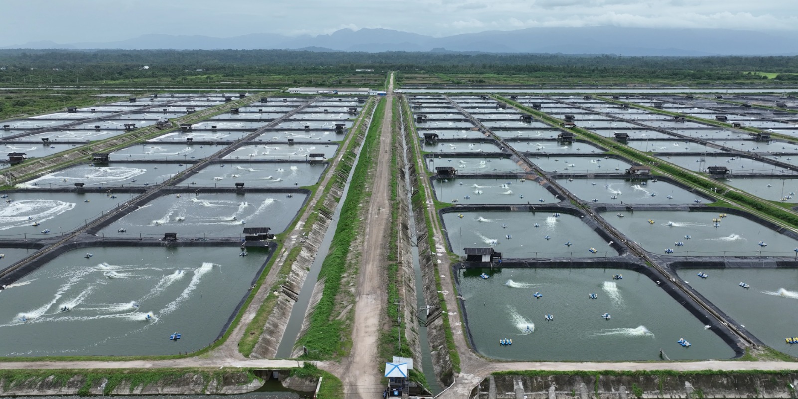 Perusahaan Tambak Udang di Maluku Berhasil Efisiensi Rp123 Juta Lebih per Hari Berkat Listrik PLN