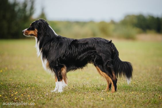 Ini Dia 10 Penyebab Bulu Anjing Rontok