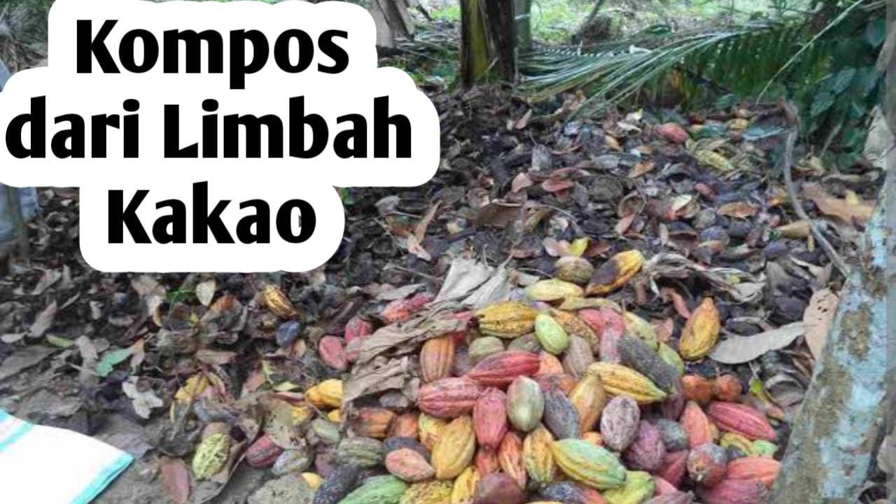 Membuat Pupuk Kompos dari Limbau Kakao, Ini Cara Membuatnya