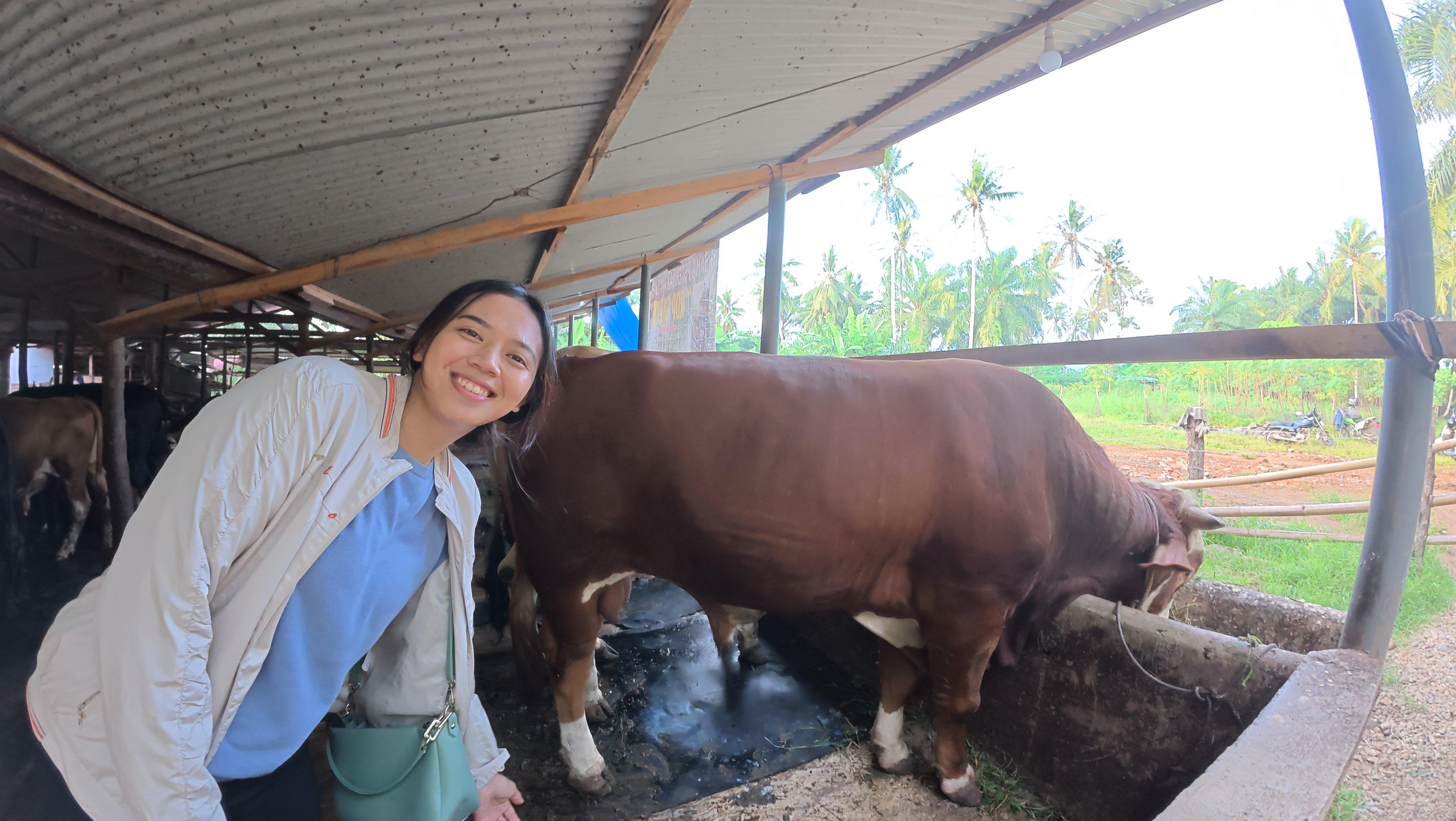 RDP Farm: Solusi Penitipan dan Peternakan Sapi Berkualitas di Bengkulu