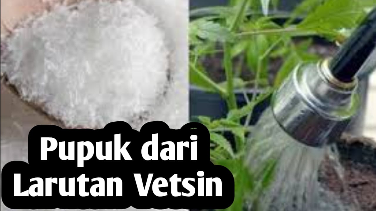 Manfaat Larutan Vetsin, Baik untuk Pupuk Tanaman