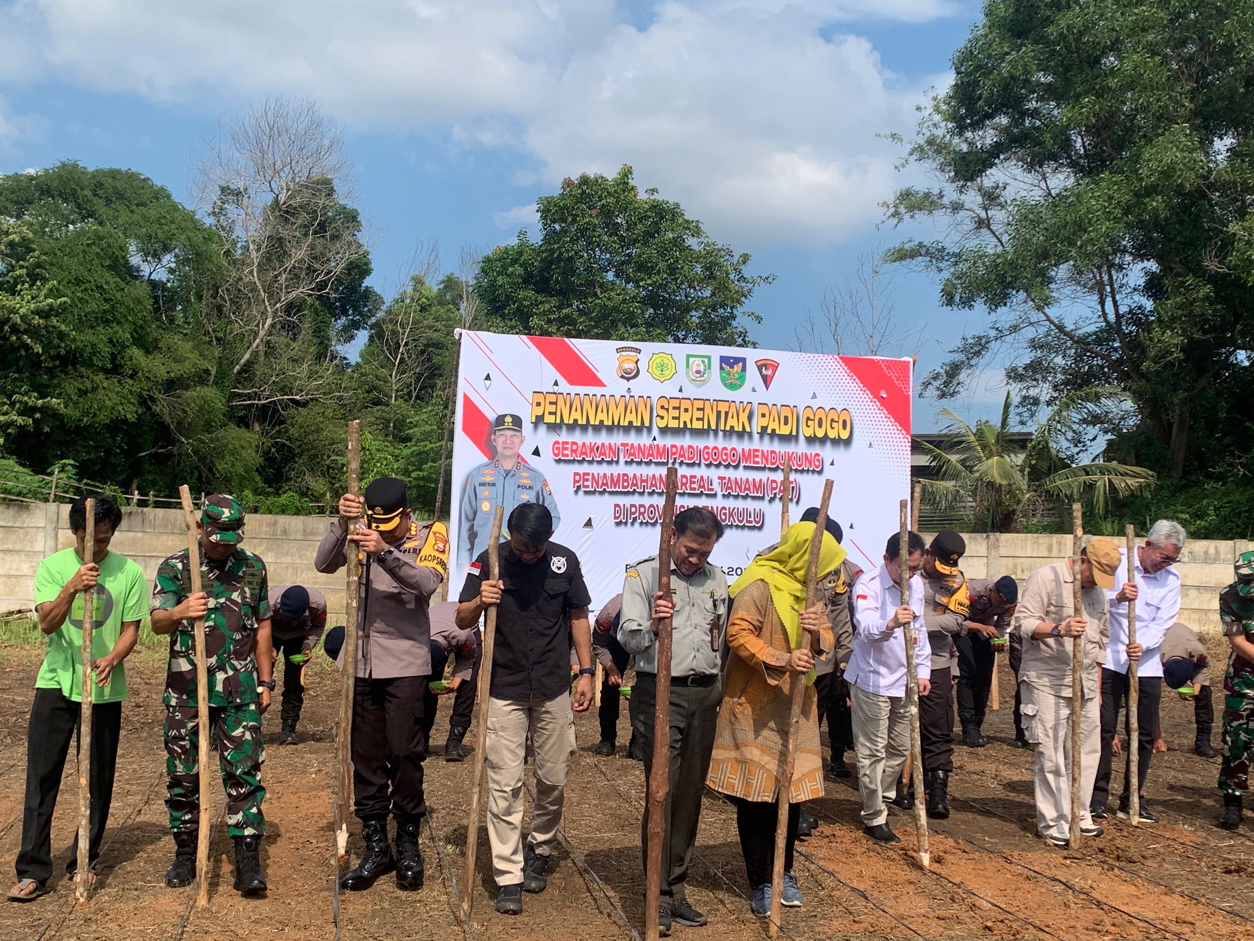 Hadapi Iklim El Nino, Provinsi Bengkulu Tanam Padi Gogo Dilahan Seluas 270,6 HA 