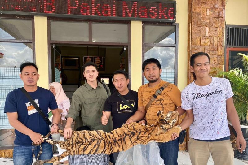 Belum Sempat Transaksi, Penjual Kulit Harimau Ditangkap Polisi