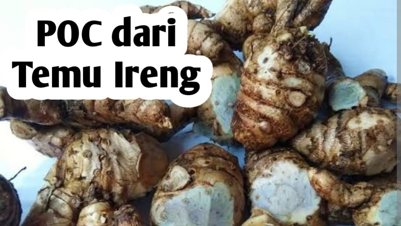 Membuat Pupuk Cair dari Temu Ireng, Ini Manfaatnya