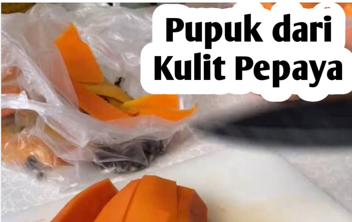 Manfaat Kulit Pepaya, Baik untuk Pupuk Tanaman