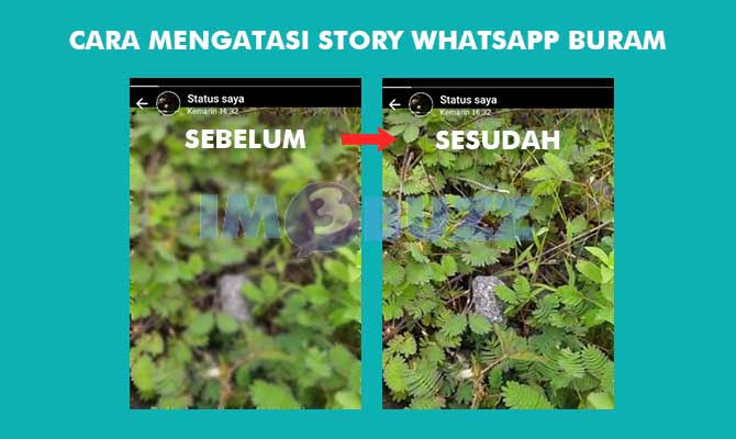 Buat Status WhatsApp di Android Sering Pecah dan Buram, Ikuti Tips Ini Agar Terlihat Jernih