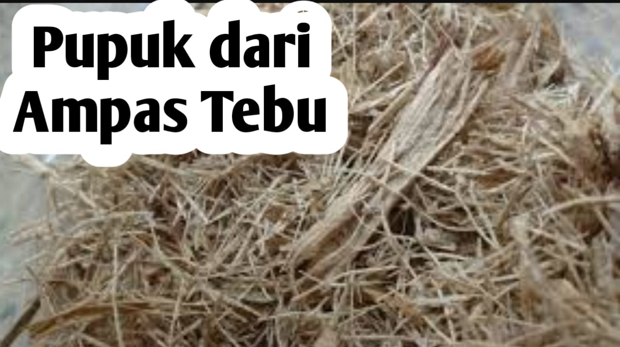 Ampas Tebu Bisa Dijadikan Pupuk Tanaman, Ini 7 Manfaatnya