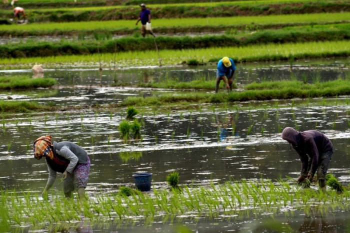 Produktivitas Padi Bengkulu Meningkat, Kota Bengkulu Masuk Zona Hijau Target Tanam Nasional