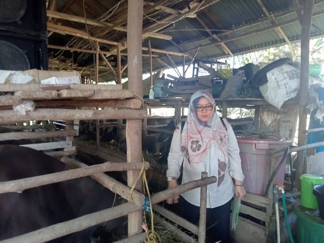 DKPP Kota Bengkulu Pastikan Hewan Kurban Sehat dan Layak Konsumsi, Hasil Pemeriksaan Nihil Penyakit