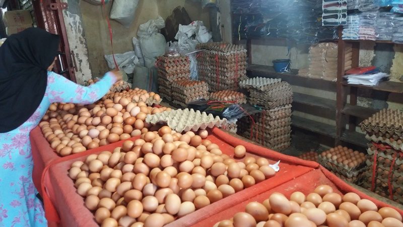 Biaya Pakan Naik, Harga Telur Ayam di Kota Bengkulu Ikut Naik