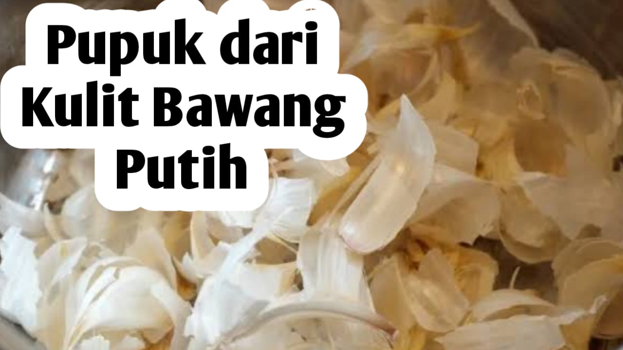 Cara Mengolah Kulit Bawang Putih jadi Pupuk Tanaman