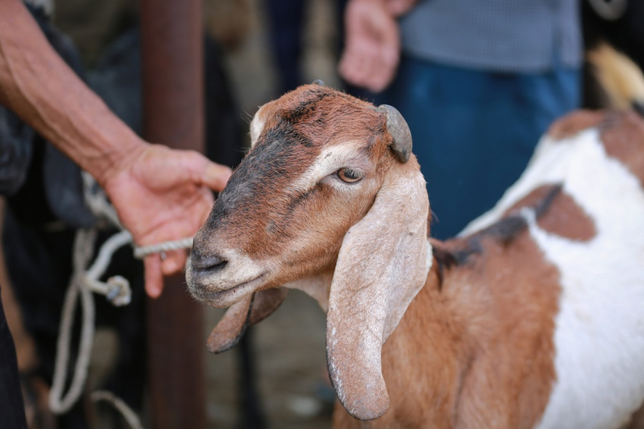 Ini Dia Syarat Kambing Aqiqah yang Sesuai Syariat Islam