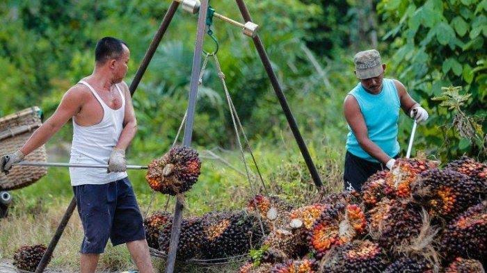 Jelang Ramadan, Harga TBS Sawit di Mukomuko Naik, Petani Sumringah