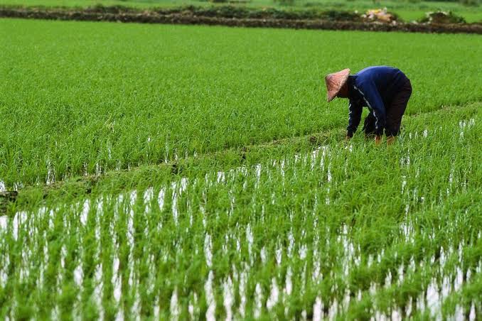 Pemkot Bengkulu Targetkan Produksi 6.000 Ton Beras Selama 2025