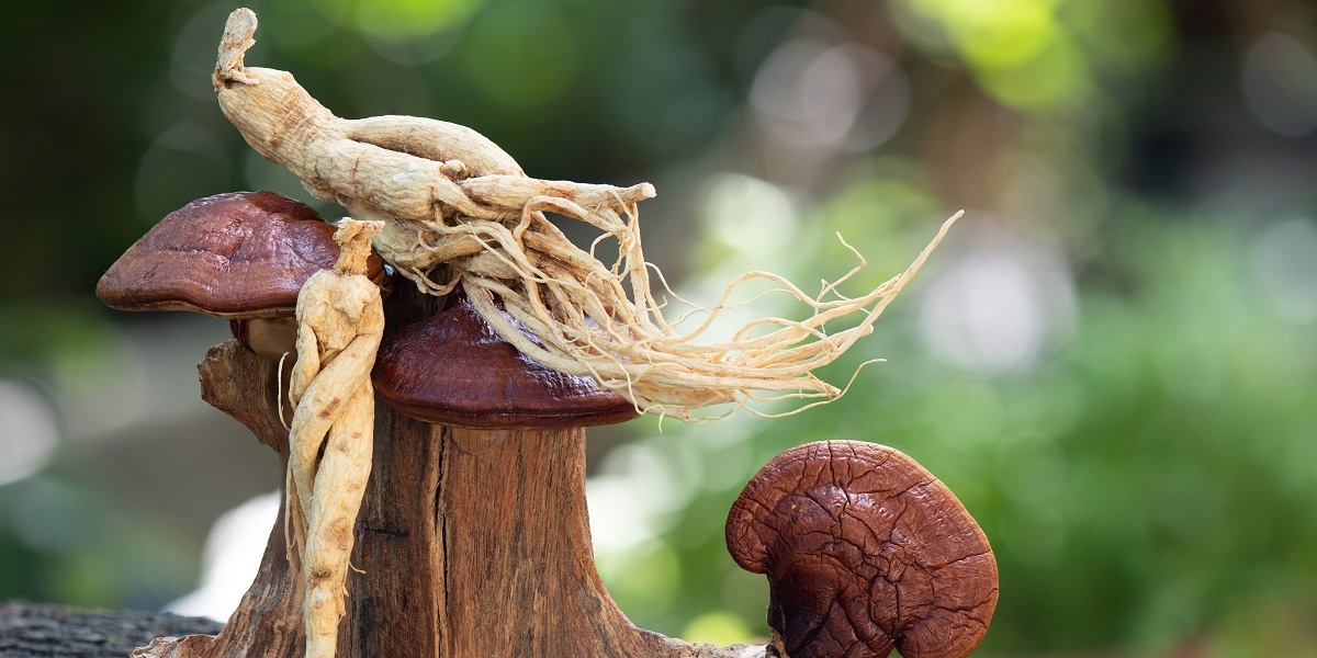 Ginseng Korea Berkhasiat Ampuh Cegah Penuaan Dini!