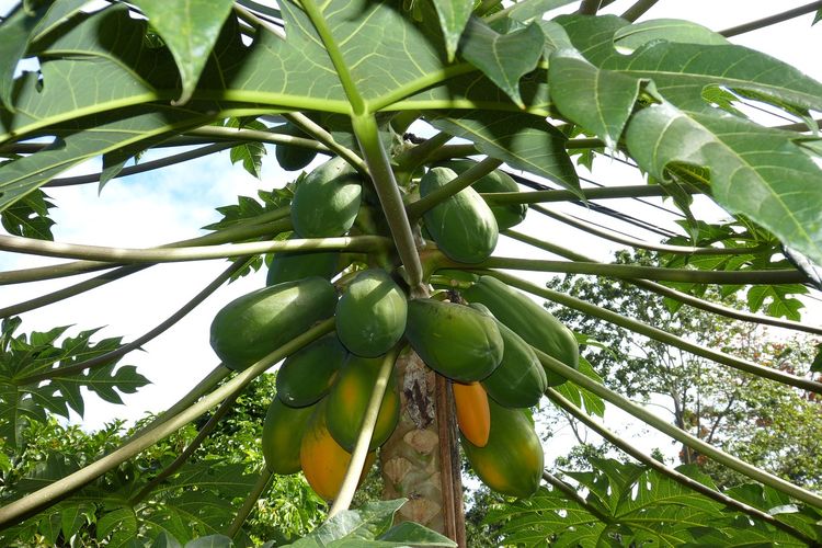 Cukup Pakai Masker dari 1 Jenis Buah Ini, Bantu Hilangkan Flek Hitam Area Mata