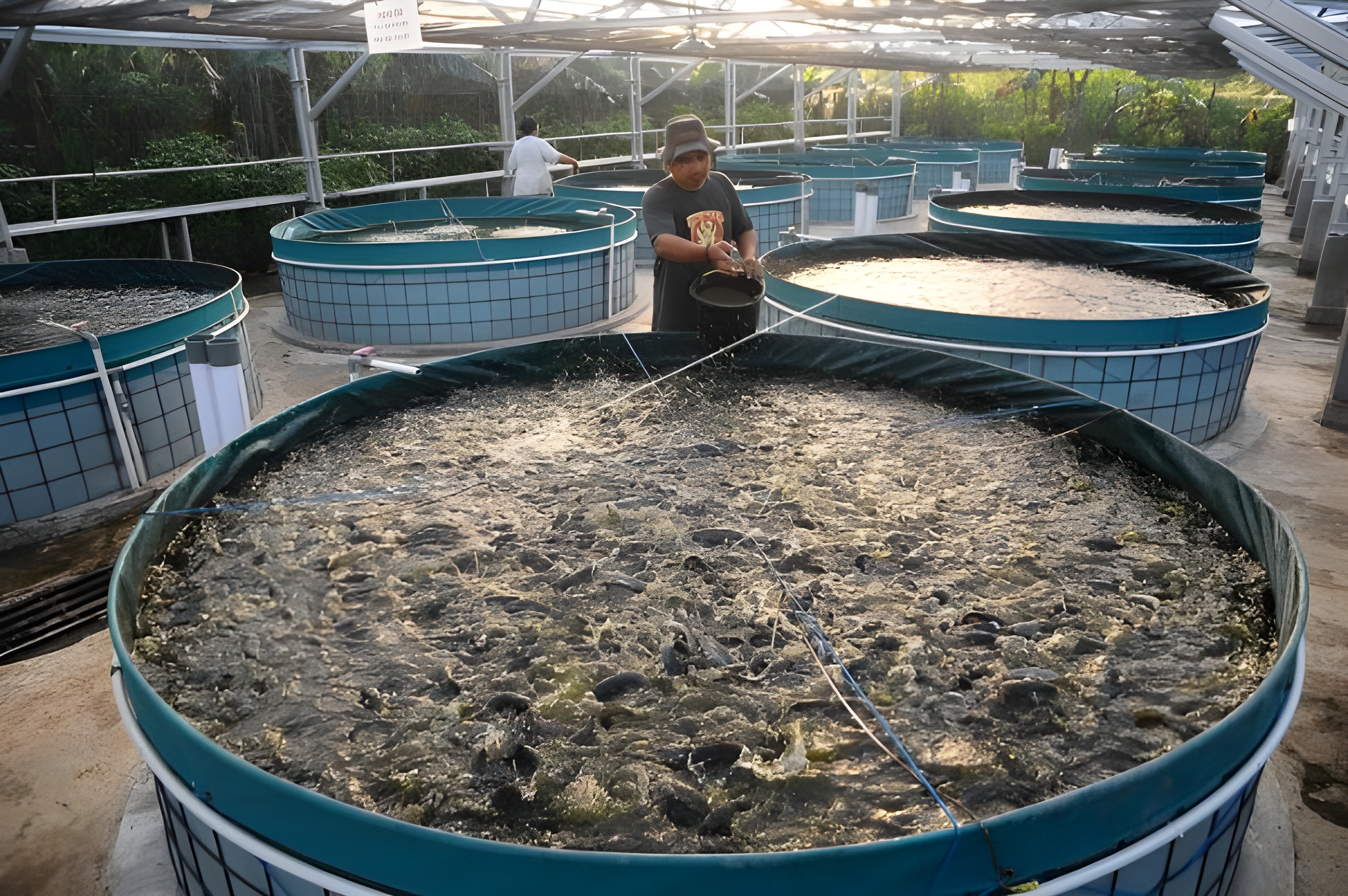 DKP Provinsi Bengkulu Maksimalkan Budidaya Ikan Bioflok