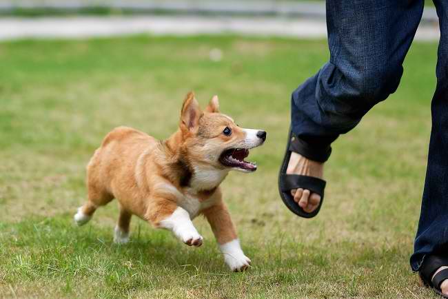 5 Langkah Pertolongam Pertama Atasi Luka Gigitan Anjing