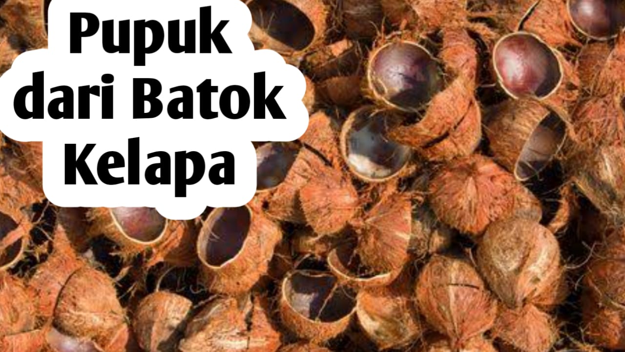 Jangan Dibuang, Batok Kelapa Bisa Diolah Jadi Pupuk Tanaman