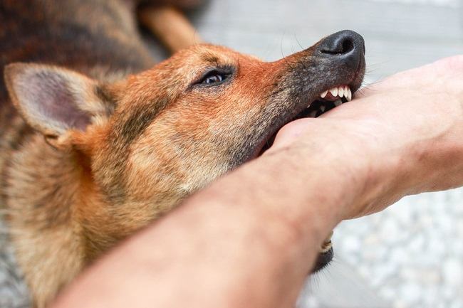 Gejala Rabies pada Manusia yang Perlu Diwaspadai