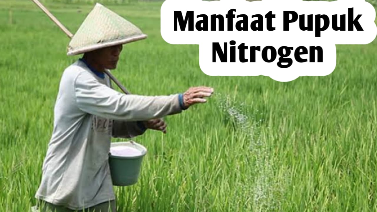 Segudang Manfaat Pupuk Nitrogen, Simak Penjelasan Berikut Ini