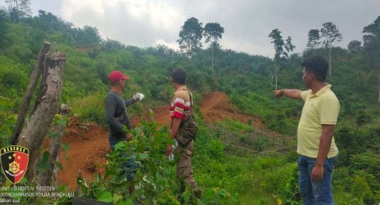 Perambah Hutan Diringkus Polda Bengkulu  Alat Berat Buldozer Ikut Disita