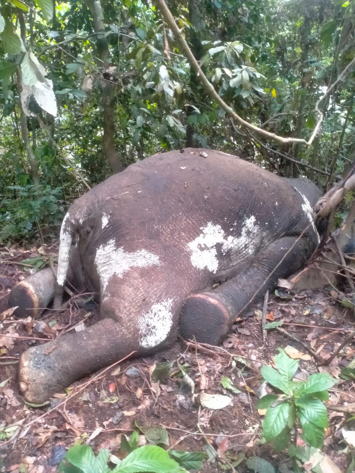 Gajah  Sumatera Ditemukan Mati di Kawasan HTP Air Ipuh