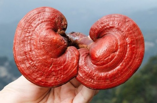 Tercatat Sebagai Jamur Tertua di Dunia, Kenali 8 Manfaat Jamur Lingzhi yang Sayang Dilewatkan