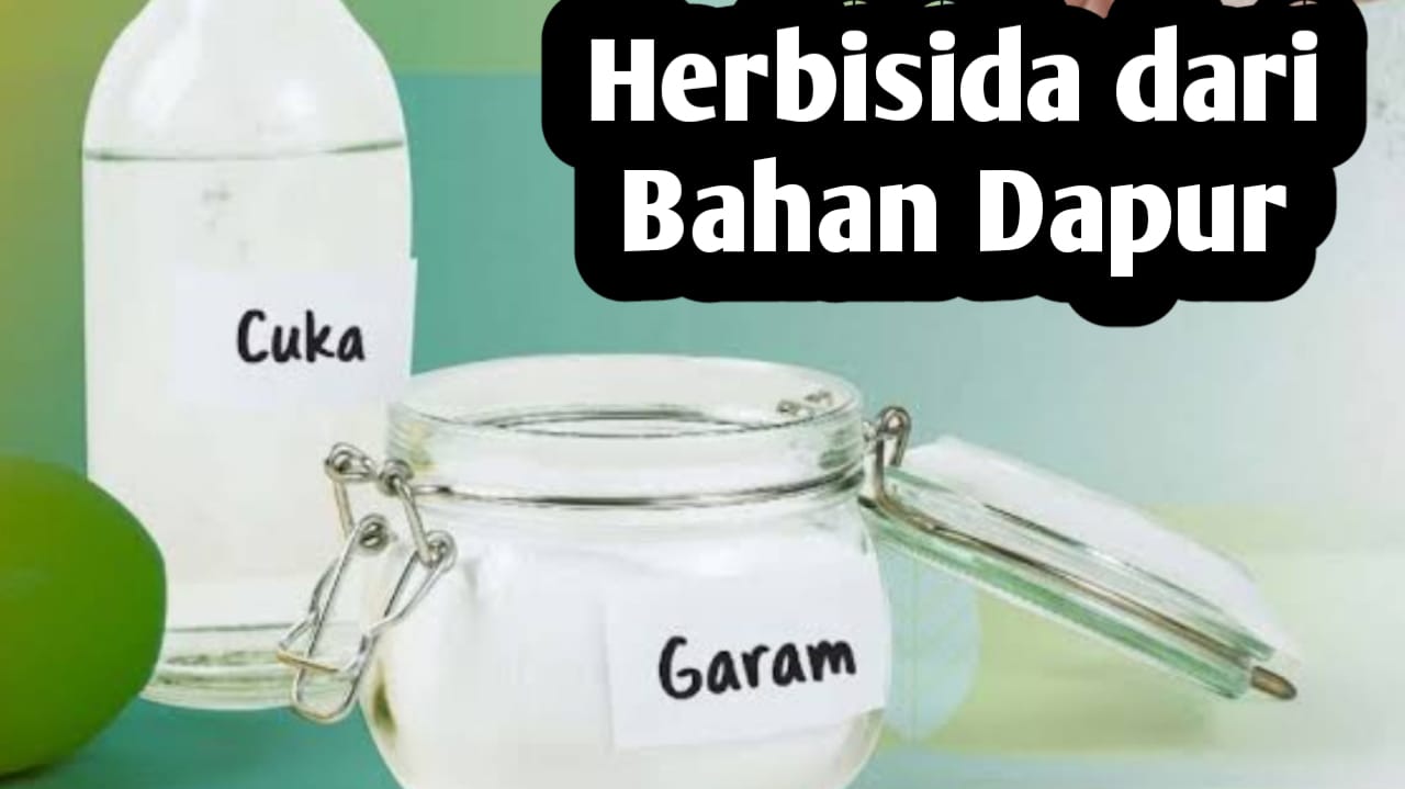 Membuat Herbisida dari Bahan-bahan yang Ada di Dapur