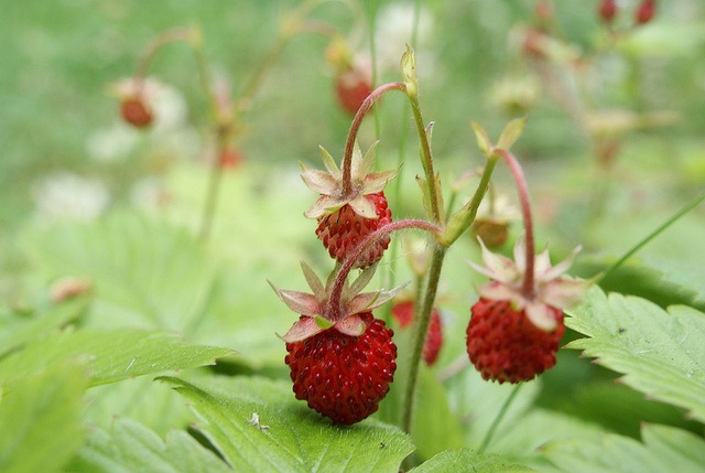 Kandungan Nutrisi dan 7 Manfaat Buah Arbei Untuk Kesehatan 