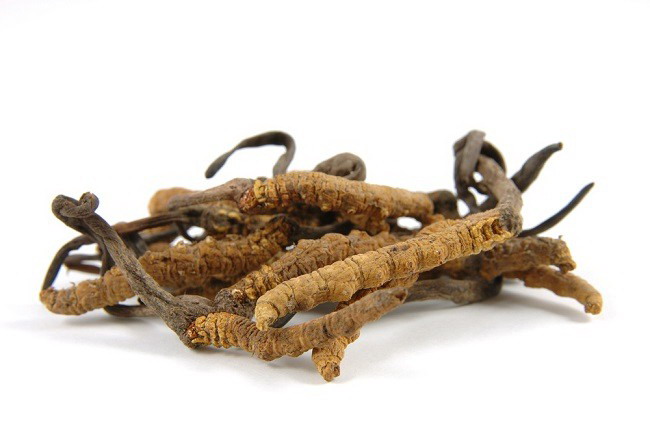 Cordyceps Ampuh untuk Kanker Ganas!