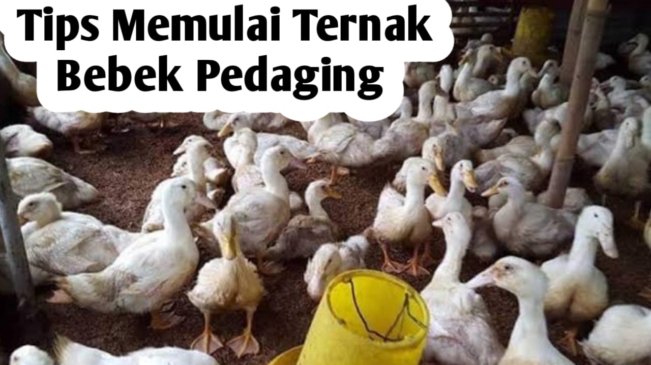 Tips Memulai Ternak Bebek Pedaging, Waktu Panen Hanya 40 Hari