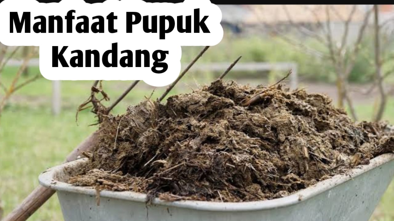 Manfaat Penggunaan Pupuk Kandang, Baik untuk Tanaman dan Tanah