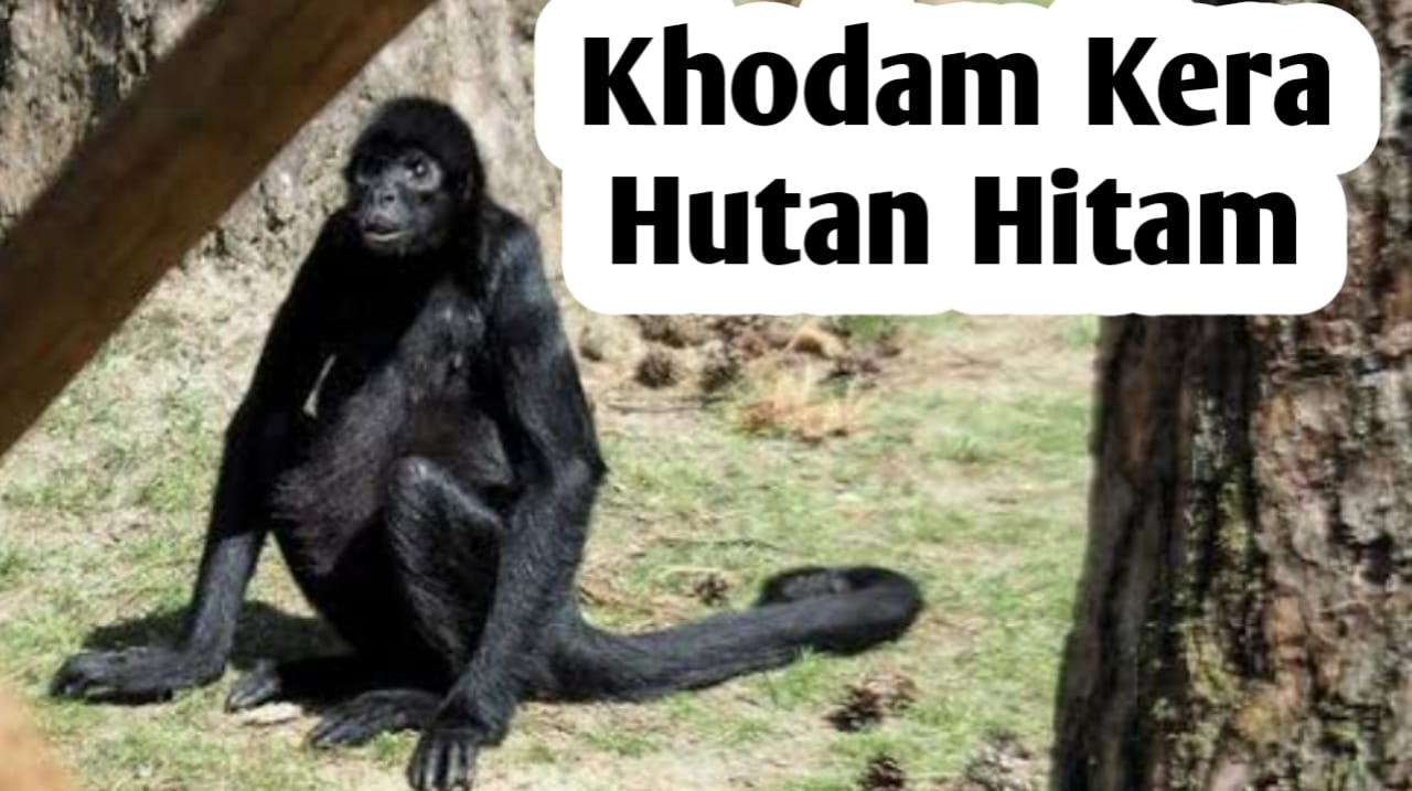 Kekuatan Khodam Kera Hutan Hitam