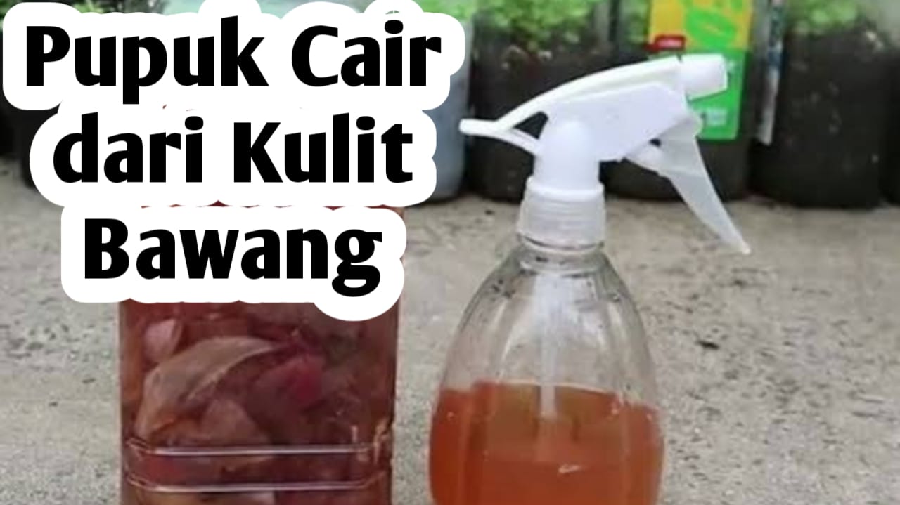 5 Manfaat Menggunakan Pupuk Cair dari Kulit Bawang