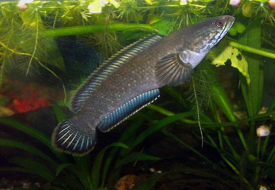 Inilah Manfaat Ikan Gabus untuk Kesehatan, Salah Satunya Kurangi Risiko Cacat Lahir