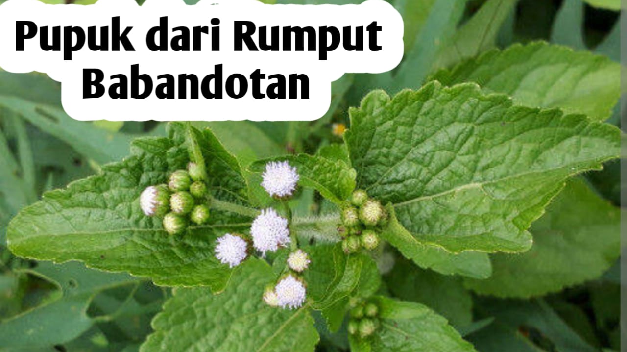 Mengolah Rumput Babandotan sebagai Pupuk, Mampu Meningkatkan Kesuburan Tanah