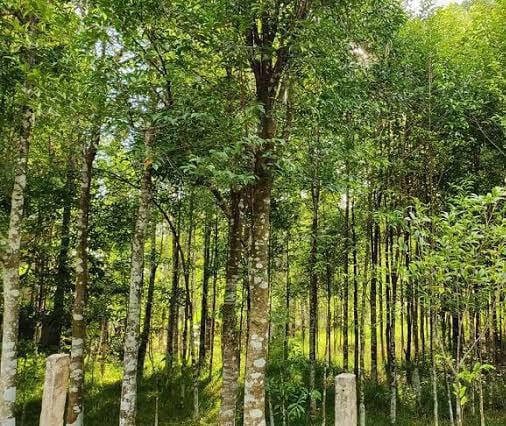 Ada Tanaman Surga yang Tumbuh di Indonesia, Harganya Jadi yang Termahal di Dunia