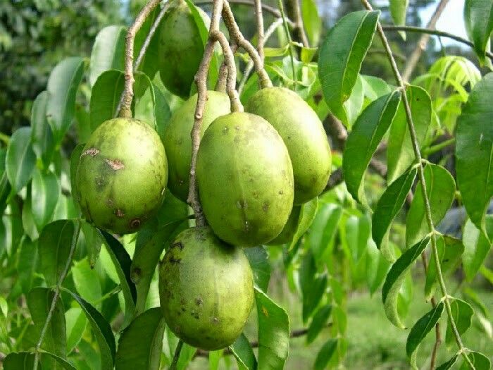 Kenali Manfaat dan Cara Mengolah Daun Kedondong Untuk Atasi Berbagai Gangguan Kesehatan 