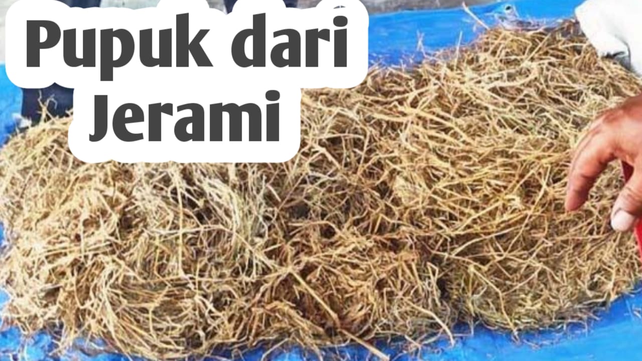 Manfaat Jerami Padi, Bisa Dijadikan Pupuk Bokashi