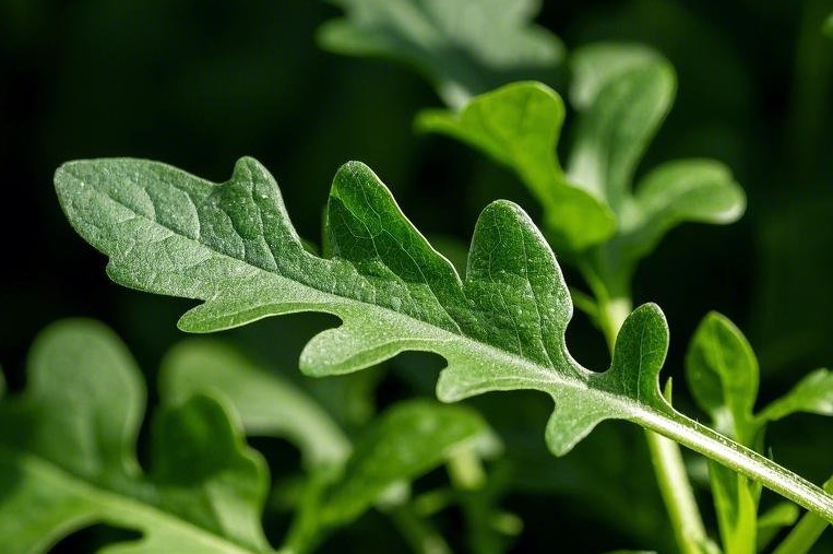 7 Manfaat Arugula yang Bantu Menjaga Kesehatan Tubuh 