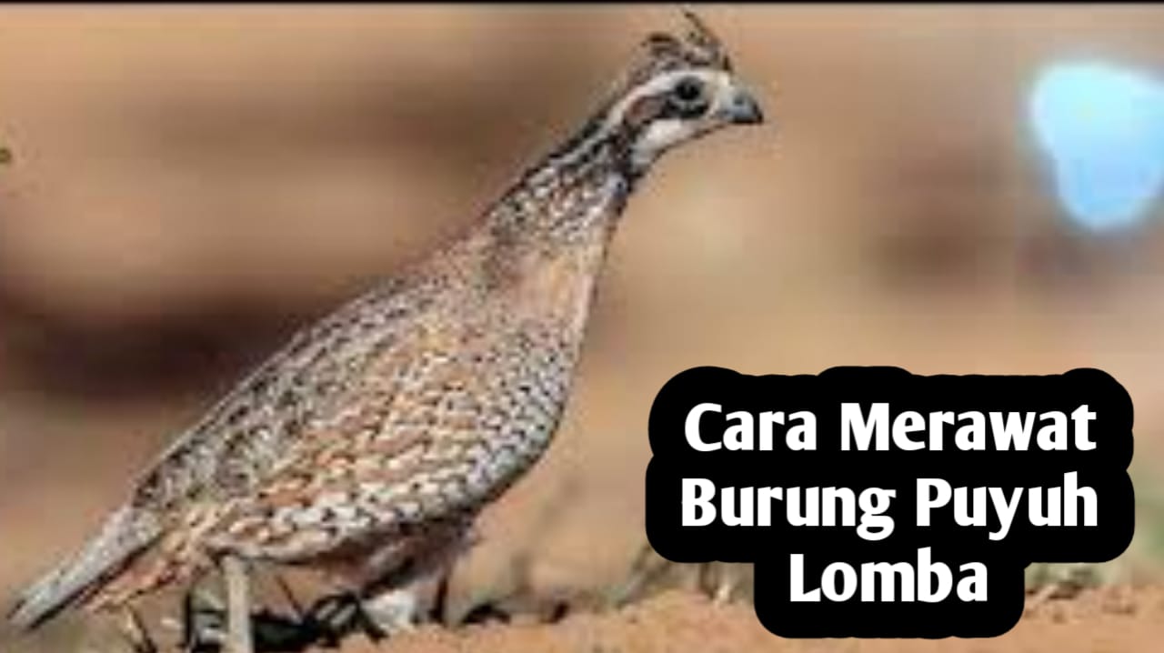 Tips Merawat Burung Puyuh Lomba, Agar Rajin Berkicau