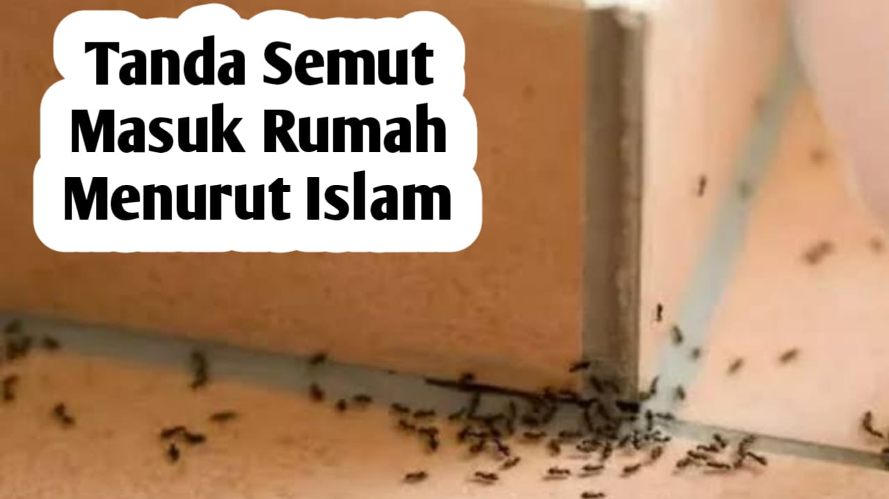 Jangan Bunuh Semut yang Mendatangi Rumah Kita, Karena Bisa Jadi Tanda Datangnya Rezeki yang Tak Terduga