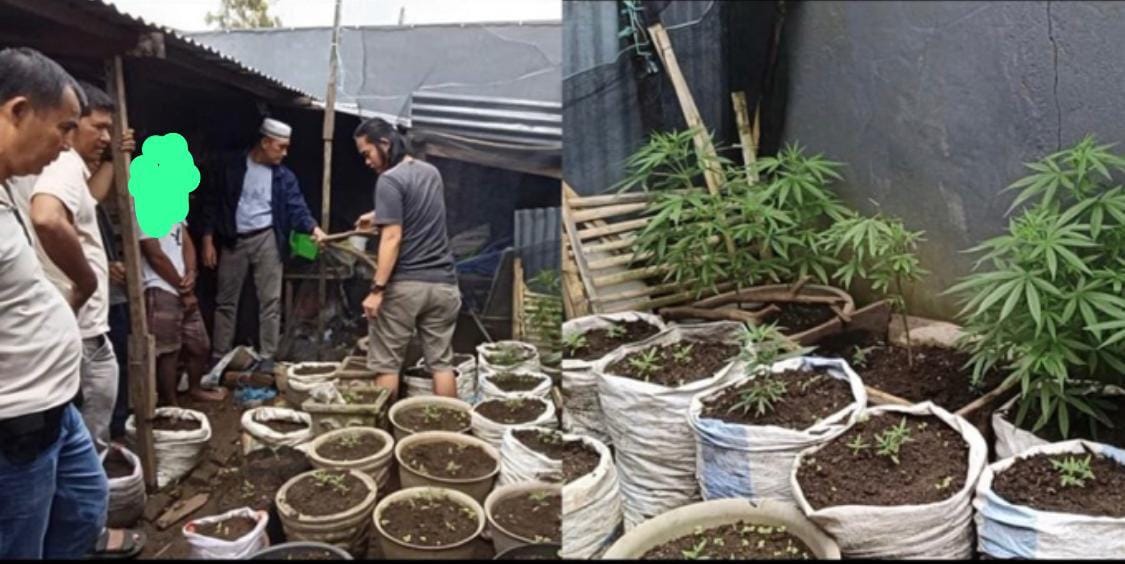 Polisi Bongkar Kebun Ganja Rumahan di Curup Utara, Ratusan Batang Diamankan