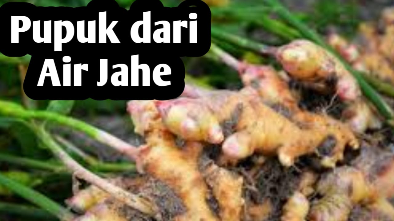 Manfaat Pupuk dari Air Jahe, Mampu Merangsang Pertumbuhan Akar