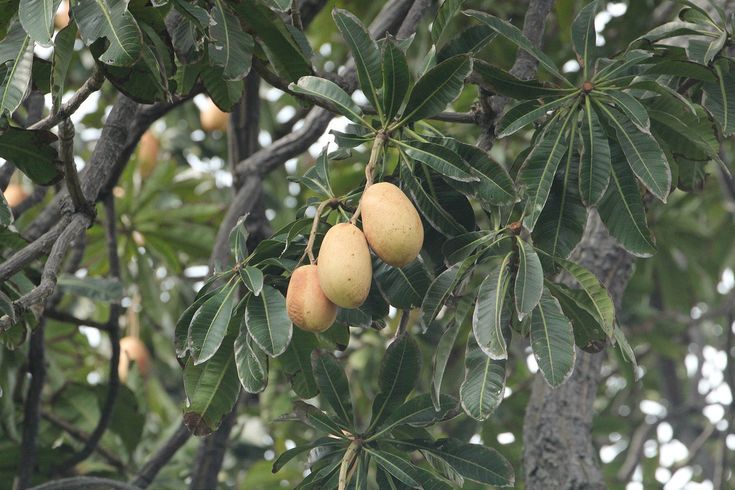 Mirip dengan Buah Mangga, Kenali 10 Manfaat Buah Kemang Untuk Kesehatan 