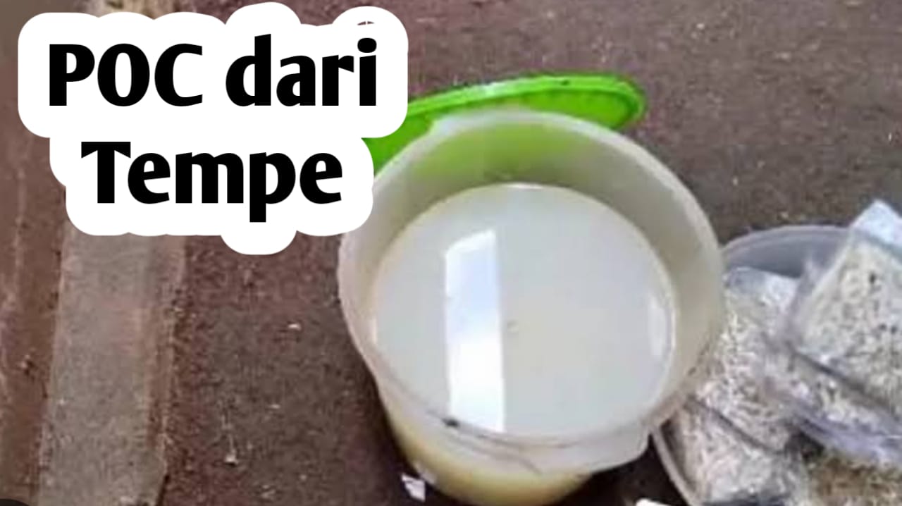 Cara Membuat Pupuk Organik Cair Menggunakan Tempe