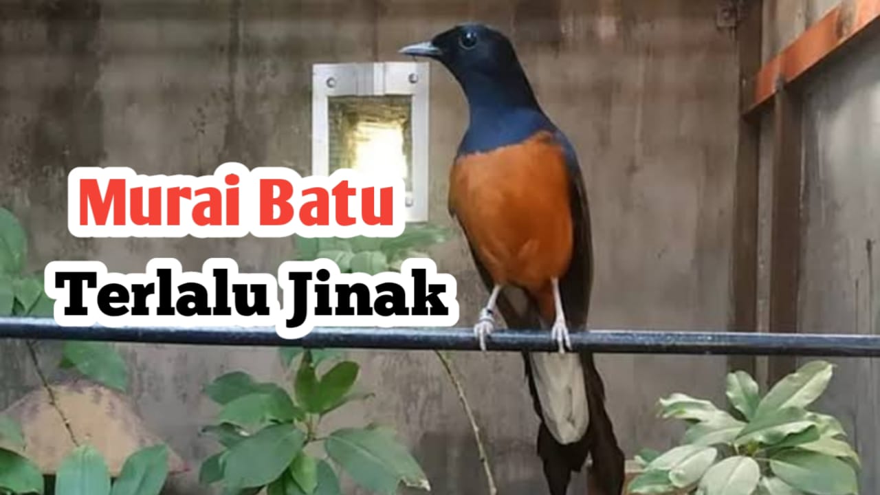 5 Tips Mengatasi Burung Murai Batu Terlalu Jinak