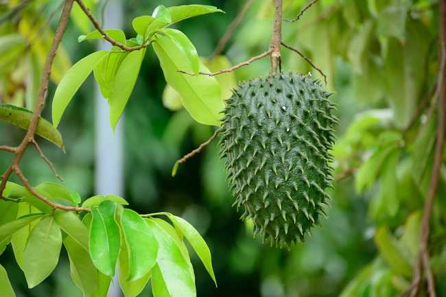 Khasiat Daun Sirsak untuk Kanker! Ini Faktanya